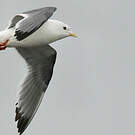 Mouette des brumes