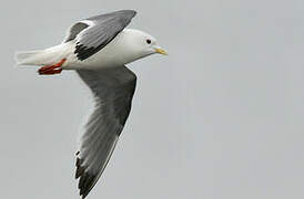 Red-legged Kittiwake