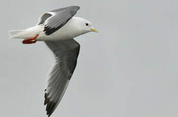 Mouette des brumes