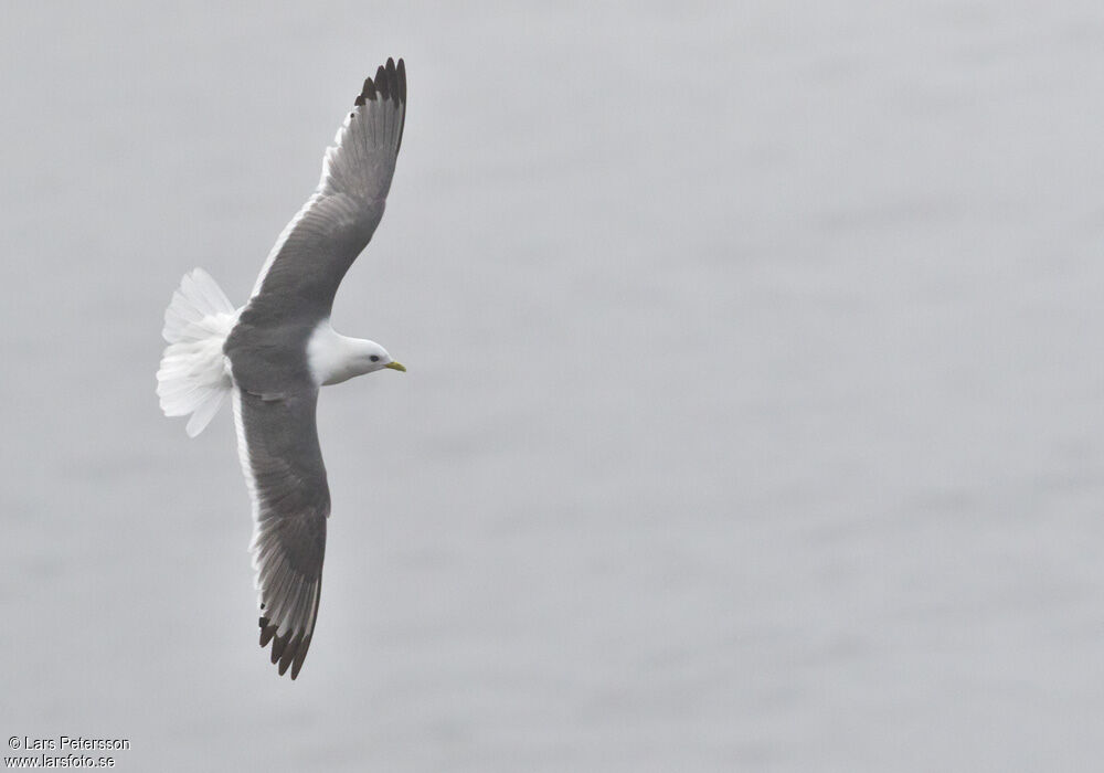 Red-legged Kittiwake