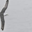 Mouette des brumes