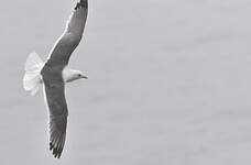 Mouette des brumes