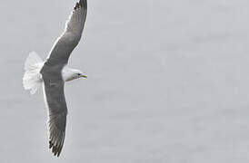 Red-legged Kittiwake