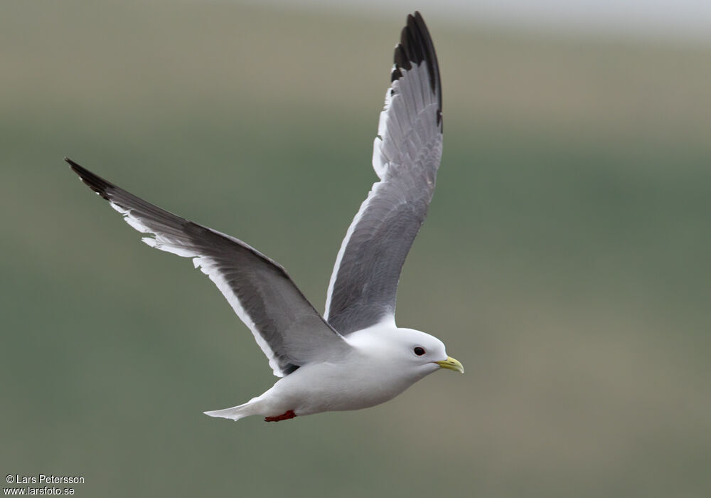 Red-legged Kittiwake