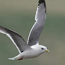 Mouette des brumes