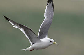 Red-legged Kittiwake