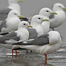 Mouette des brumes