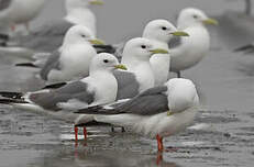 Mouette des brumes