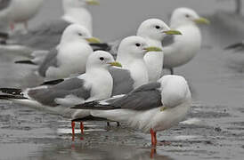 Red-legged Kittiwake