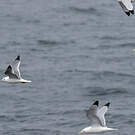 Mouette des brumes