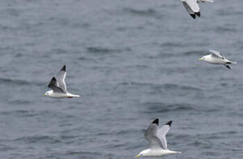 Mouette des brumes