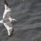 Mouette des brumes