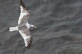 Red-legged Kittiwake