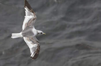 Mouette des brumes