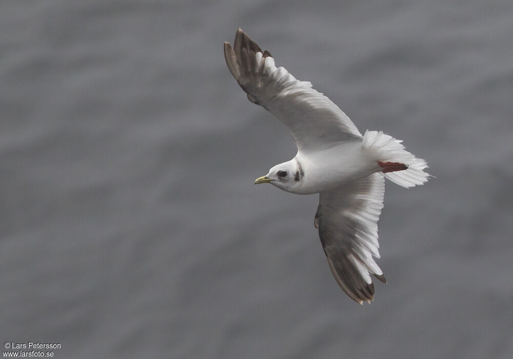 Red-legged Kittiwake