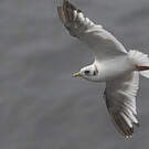 Mouette des brumes