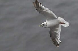 Red-legged Kittiwake