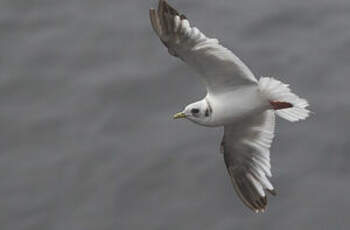 Mouette des brumes