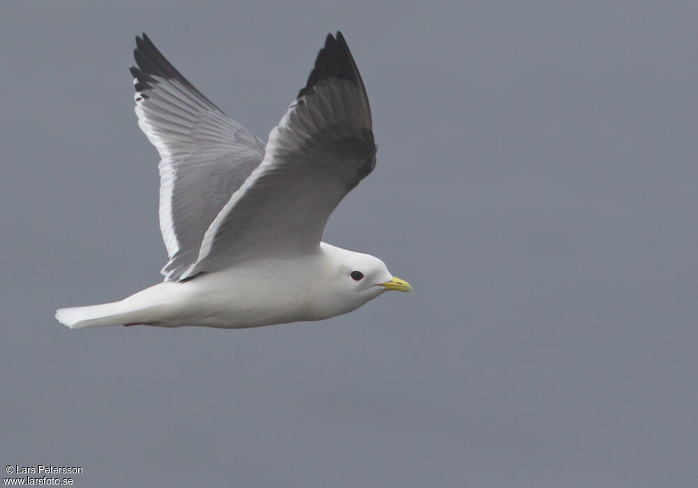 Red-legged Kittiwake