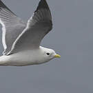 Mouette des brumes