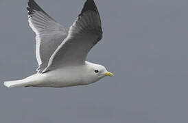 Red-legged Kittiwake