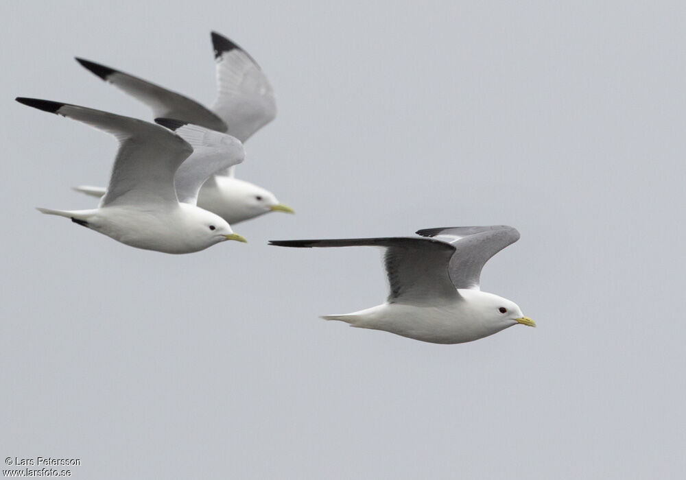 Mouette des brumes