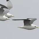 Mouette des brumes