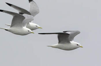 Mouette des brumes