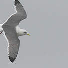Mouette des brumes