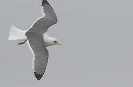 Red-legged Kittiwake