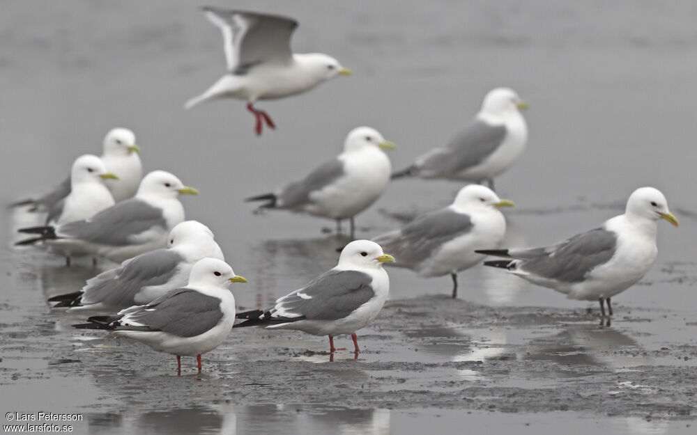 Red-legged Kittiwake