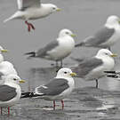 Mouette des brumes