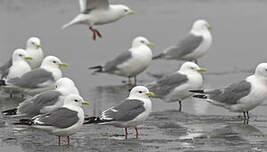 Mouette des brumes