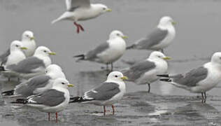 Red-legged Kittiwake