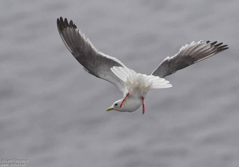 Red-legged Kittiwake