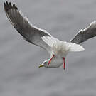 Mouette des brumes