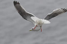 Red-legged Kittiwake