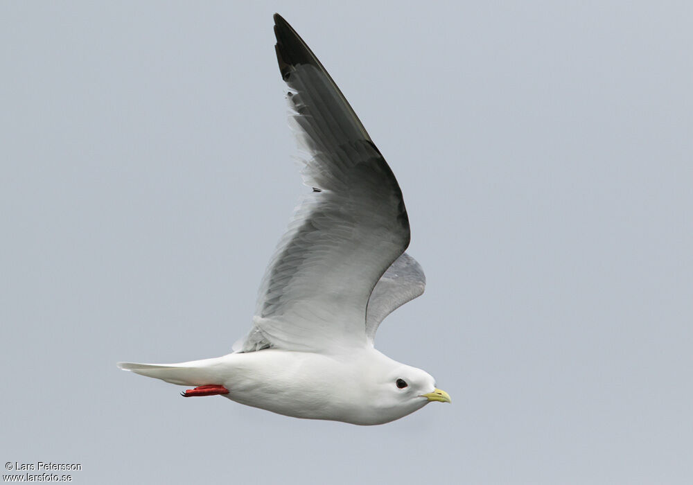 Red-legged Kittiwake