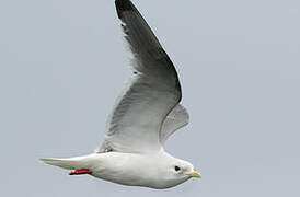 Red-legged Kittiwake