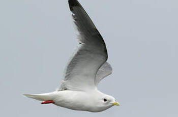 Mouette des brumes