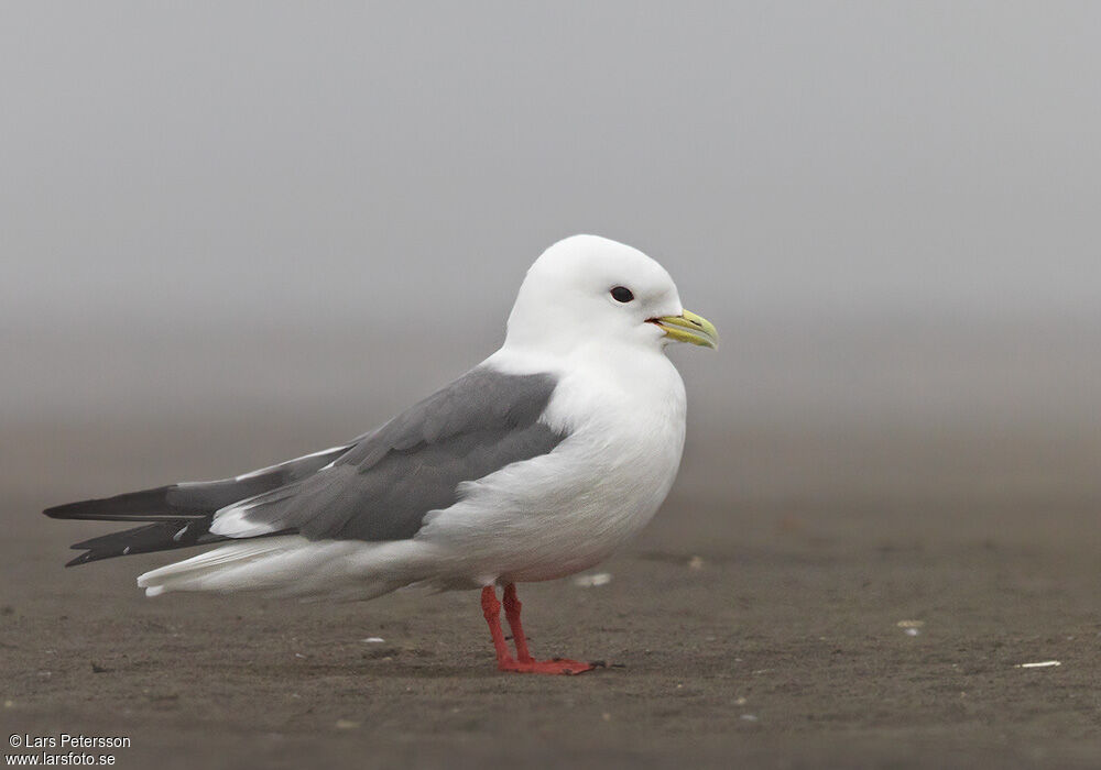 Red-legged Kittiwake