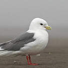 Mouette des brumes