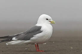 Red-legged Kittiwake