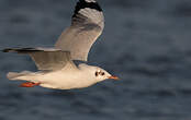 Mouette du Tibet