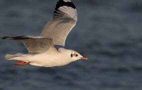 Mouette du Tibet