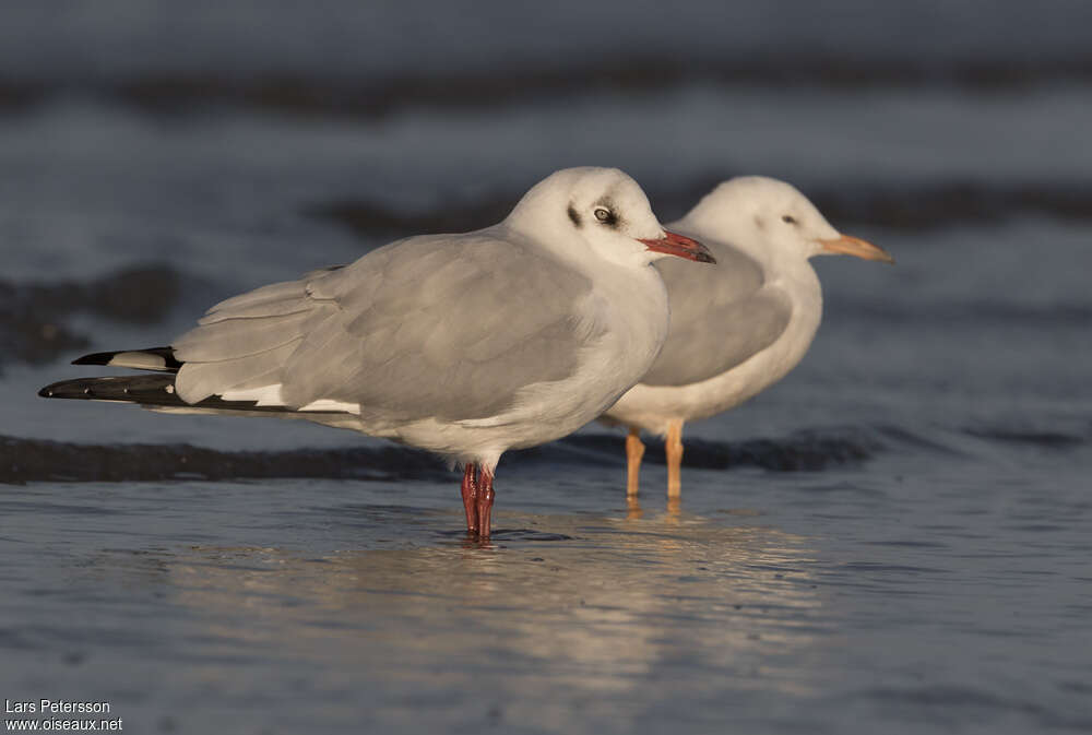 Brown-headed Gulladult post breeding, identification