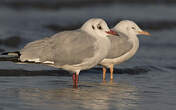 Mouette du Tibet