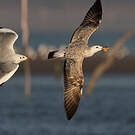 Mouette du Tibet