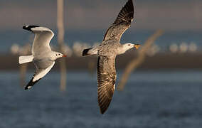 Brown-headed Gull