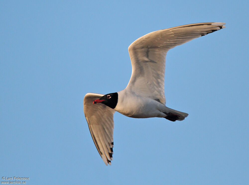 Mouette mélanocéphale